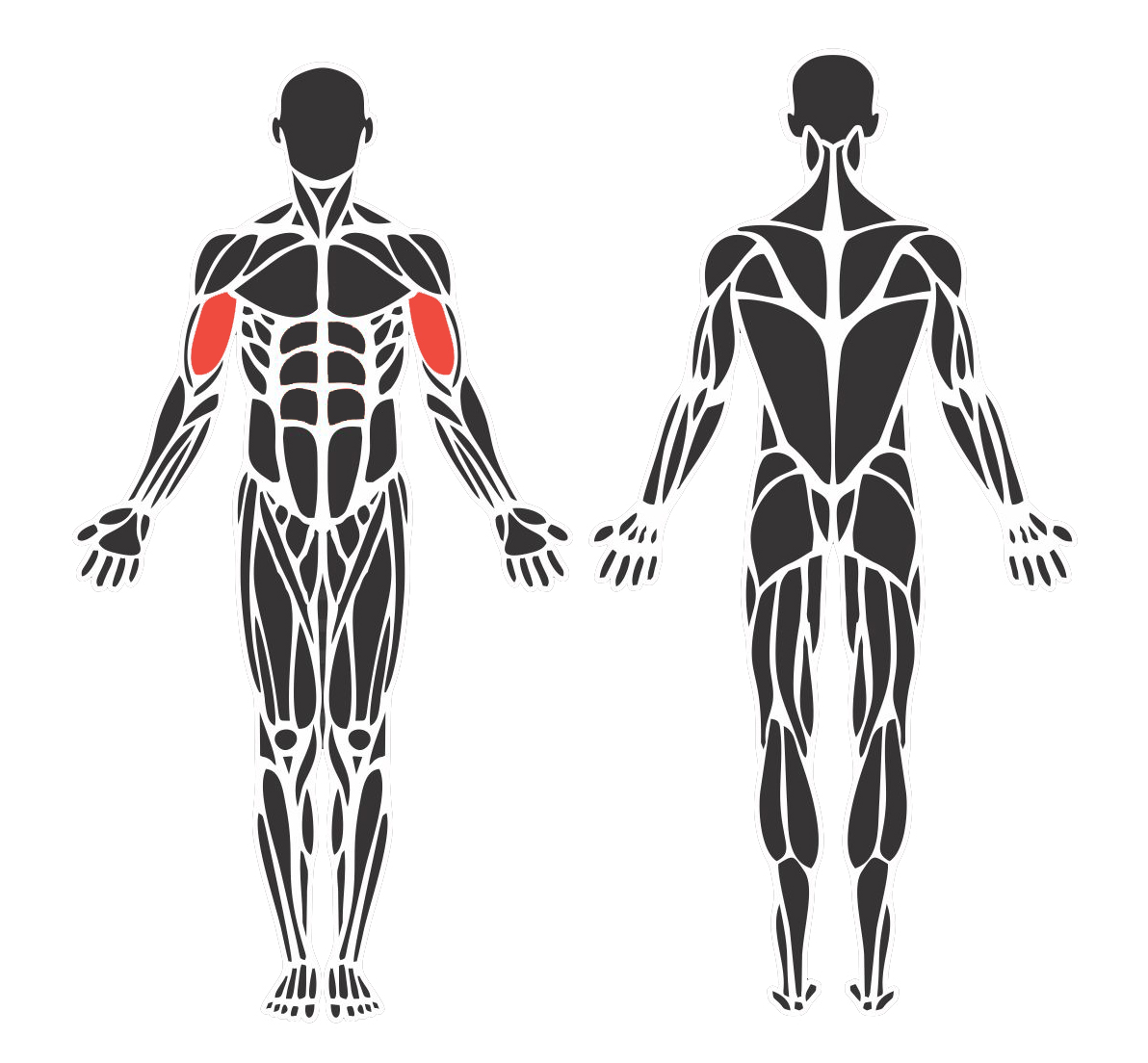 Máquina Para Bíceps