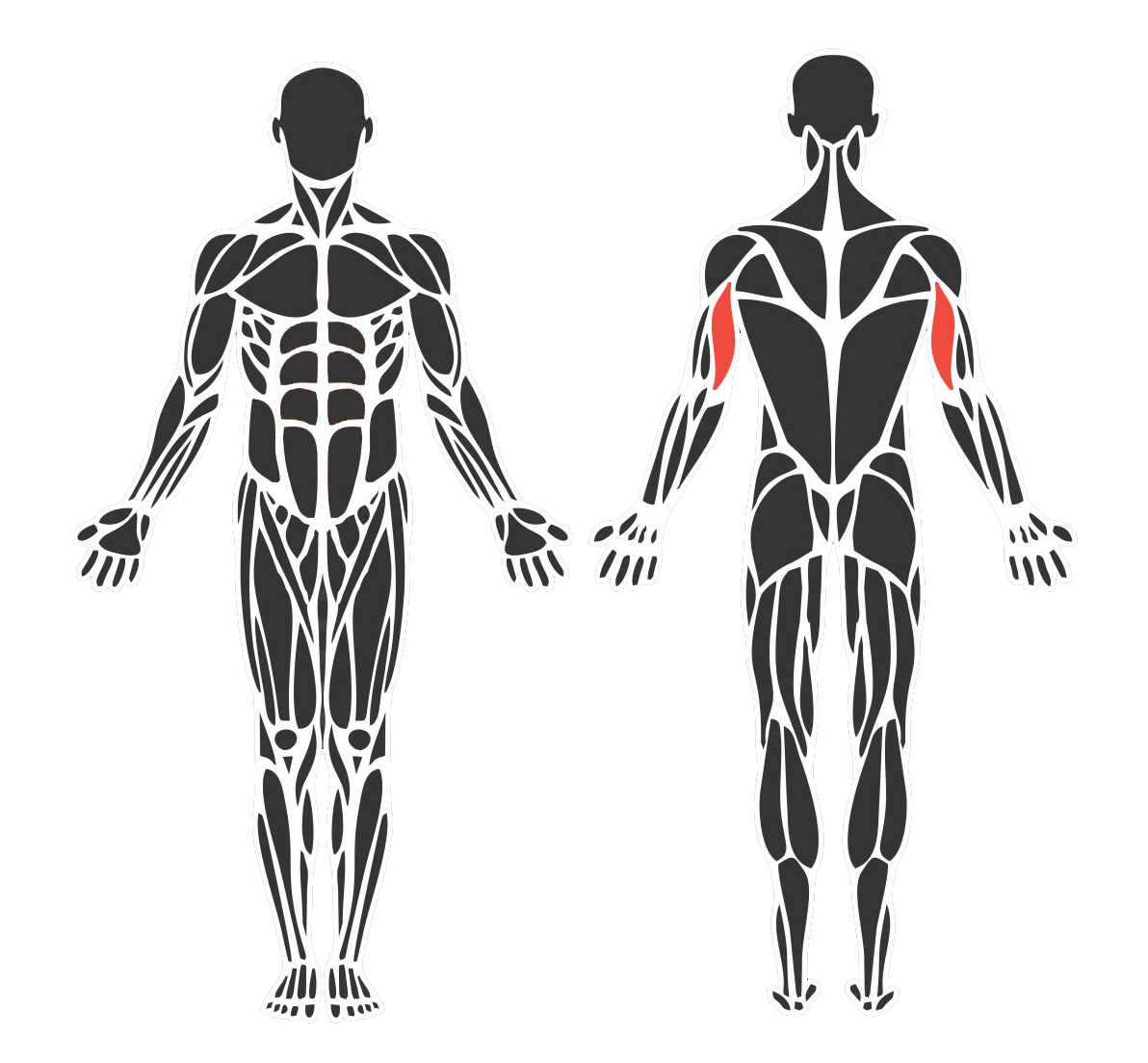 Grupo Muscular Máquina Para Tríceps